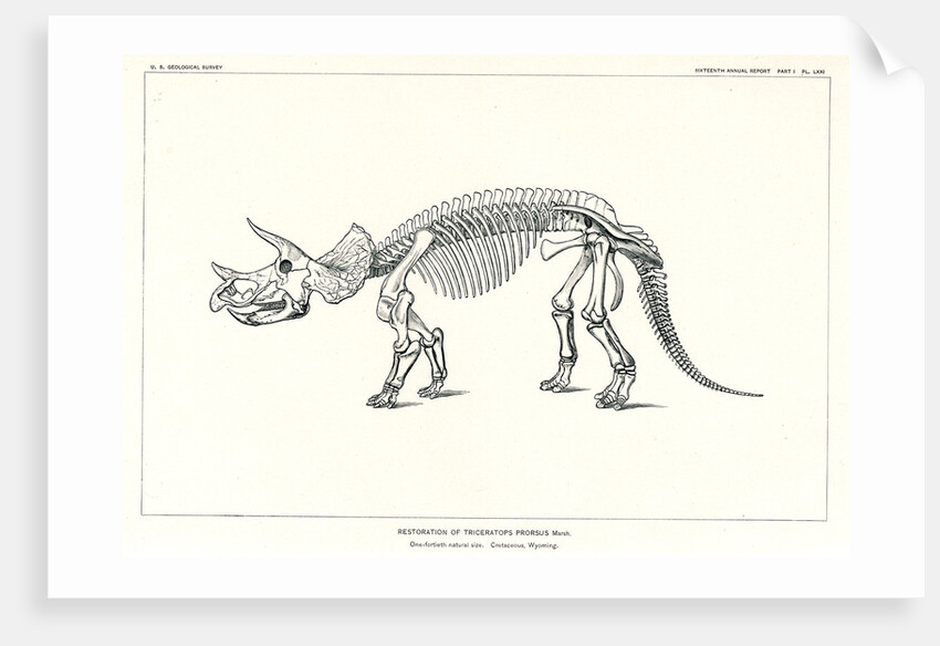 ‘Triceratops prorsus’ by Unknown